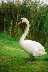 white swan near the lake