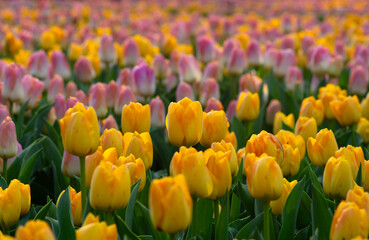 Tulips flowers blooming in the spring - 767877702