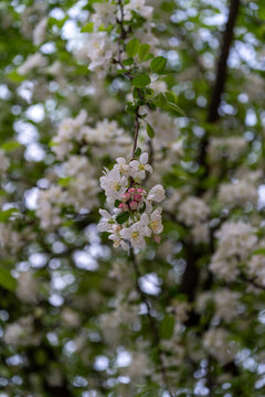 Flowers, blossom in spring.