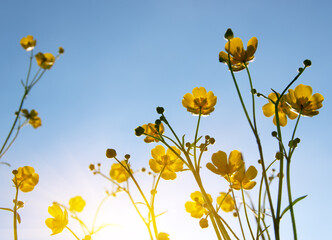 Yellow wildflowers against a background - 767877965