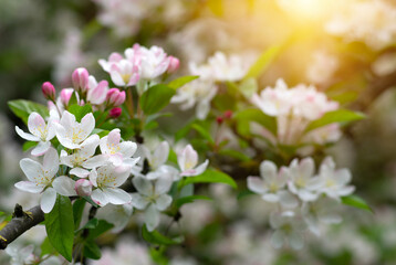 Blooming apple tree in the spring - 767878328