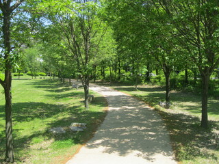 path in the park