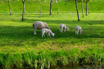 Sheep graze on a meadow - 767878356