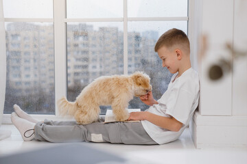 Young boy sitting on a window sill, playing with maltipoo dog, reading book for pet