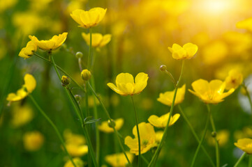 Yellow flowers on a field - 767878527