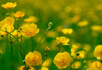 Wild yellow flower on the field - 767878582