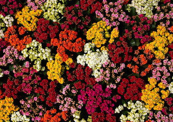 Floral background of colorful flowers - 767878943