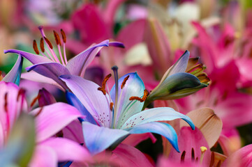 Colorful lilies on blurred floral - 767878989