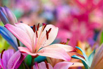 Colorful lilies on blurred floral - 767878993