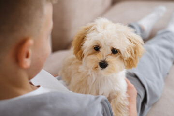 Small creamy maltipoo dog relaxes on persons lap, enjoying companionship and closeness.