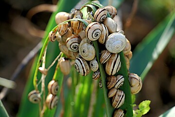 Many small snails on a green leaf