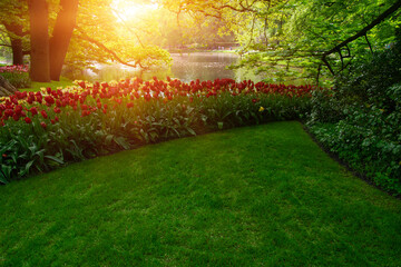 Spring flower park  in the sunlight - 767879341