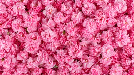 A vibrant, full-frame background of pink carnations with lush petals and soft texture.