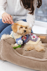Woman is grooming dog fur with a brush in a room on pet couch. Maltipoo puppy taking care