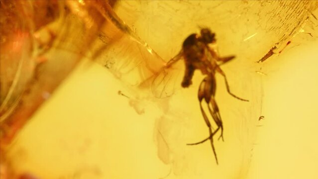 Prehistoric fly preserved in amber (fossilized tree resin)