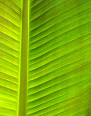Сlose up green leaf texture - 767880140