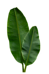 Fototapeta premium Tropical leaf isolated on white