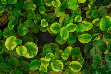 High angle view of Peperomia obtusifolia (piperaceae) in potted plant.