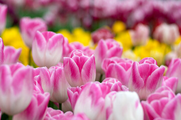 Close-up of tulip flower the colorful background. - 767880585