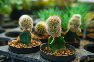 Close up photo of beautiful succulent plants and cacti in greenhouse store display.