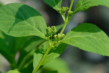 Beautyberry Leucocarpa flower buds and leaves