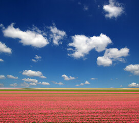 Tulips field and white clouds - 767880960