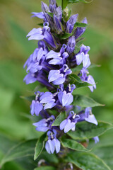 Great blue lobelia flowers