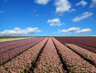 Field of hyacinths in the Netherlands - 767880967