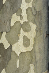 London plane bark detail