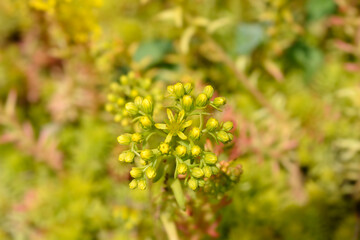 Rock stonecrop Angelina flowers