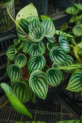 Beautiful Watermelon Peperomia or Watermelon Begonia leaf (Peperomia argyreia), Piperaceae in...