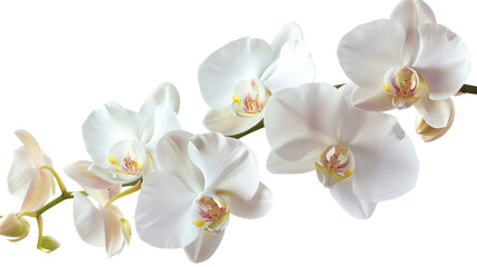 Fototapeta na wymiar Eid Orchids on Transparent Background PNG