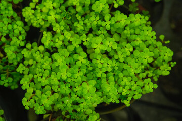 Green leaves close up photo of Soleirolia Soleirolii In Botanical Garden.