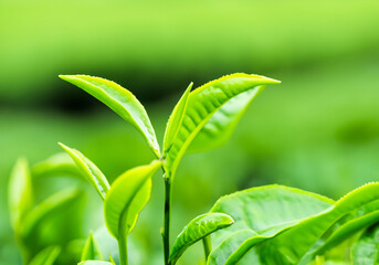 Fototapeta na wymiar The top of green tea with green tea plantation
