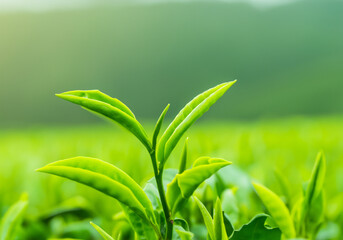 The top of green tea with green tea plantation