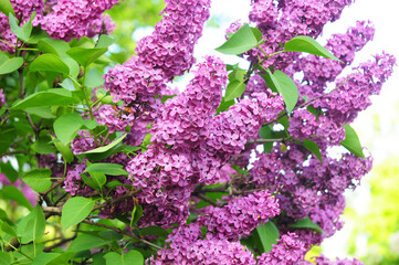 The lilac blooms in a beautiful purple color. Lilac blossom.