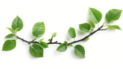 Green leaves on a white twig