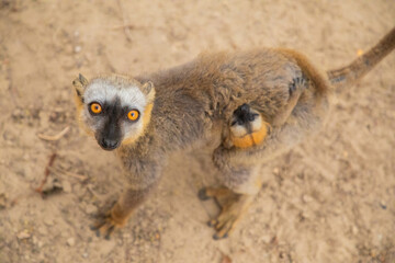 Obraz premium Common brown lemur (Eulemur fulvus) with orange eyes.