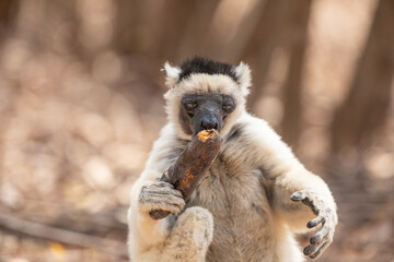 Obraz premium Sifaka lemur (Propithecus verreauxi), Madagascar nature