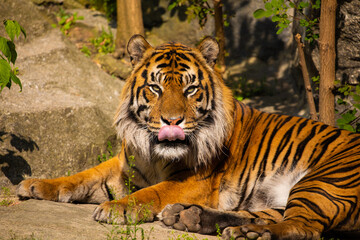 critically endangered Sumatran tiger