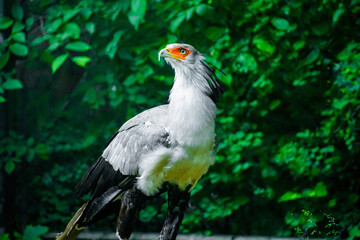 secretary bird (Sagittarius serpentarius)large of prey.