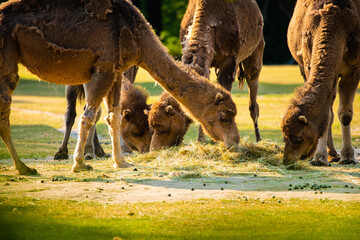 several camels graze and eat hay on a free range