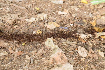 Top view of termite trails on ground.