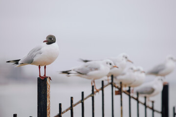 Seagulls flock sitting on a fence at the sea, slow motion - 767884945