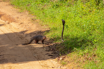mongoose fights with an aggressive cobra in the wild