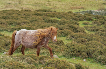 Carneddau pony, early spring in the Carneddau mountains