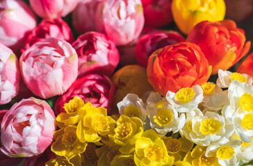 Bouquet of various flowers for greetings with a composition of tulips, daffodil, narcissus, spring flowers, close up