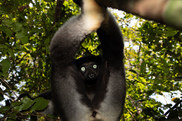 Obraz premium Lemur Indri indri, babakoto largest lemur from Madagascar