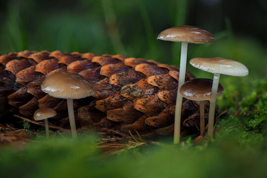 Sprucecone cap (Strobilurus esculentus) growing in spring in a forest of spruce cones.