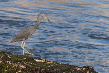 Blue heron bird walking on the rock near the sea with waves.